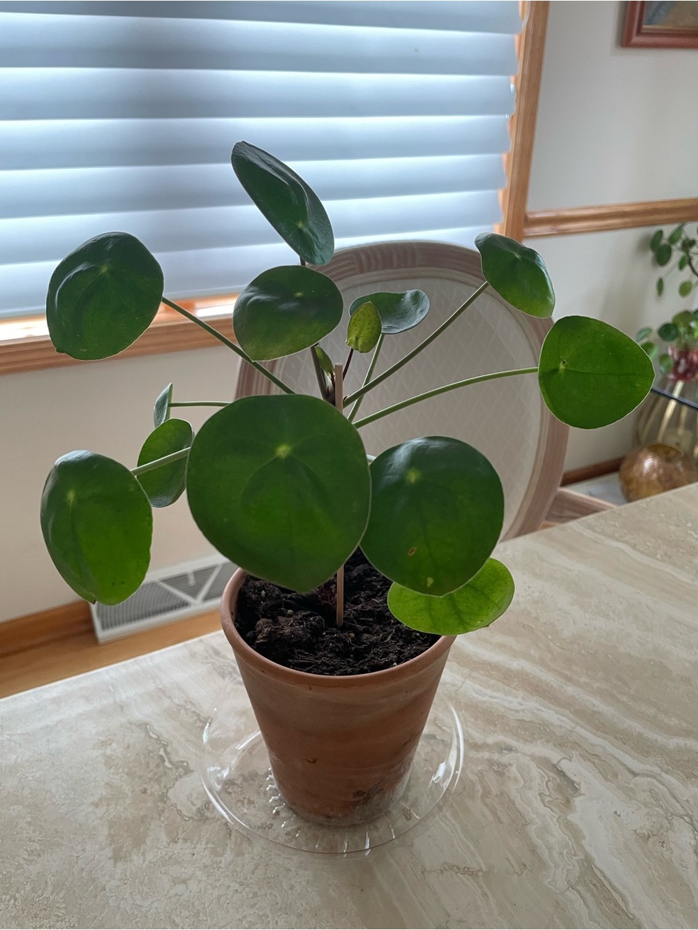 Pilea Peperomioides plant, 4 inch